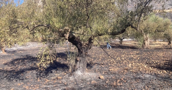 Δύο συλλήψεις για την πυρκαγιά στο Καραβοστάσι Μονεμβασίας