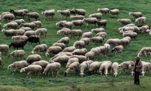 Κτηνοτρόφος πέθανε από τη στεναχώρια του γιατί του θανάτωσαν τα ζώα