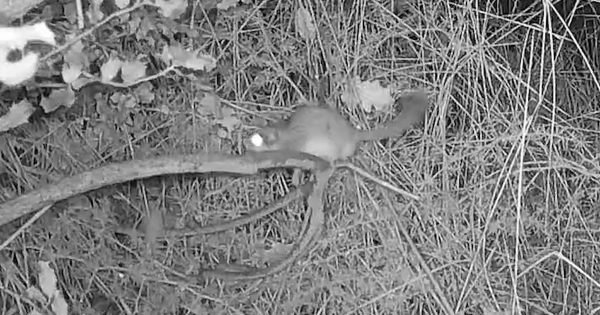 Απίστευτη Ανακάλυψη στον Ταΰγετο! Τι Ζώο Κρύβεται στα Ελληνικά Δάση;