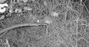 Απίστευτη Ανακάλυψη στον Ταΰγετο! Τι Ζώο Κρύβεται στα Ελληνικά Δάση;