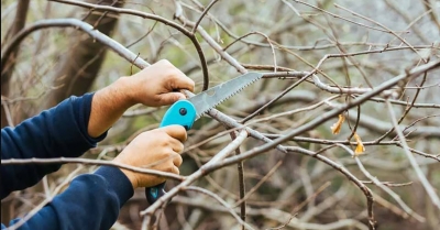 Δήμος Σπάρτης: Κοπή κλαδιών και βλάστησης που θέτουν σε κίνδυνο την ασφαλή κυκλοφορία πεζών και οχημάτων