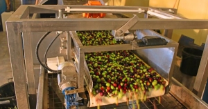 Λόγω προβλημάτων μετατίθεται για την περίοδο 2026/2027 η υποχρεωτική υποβολή Δηλώσεων Συγκομιδής Ελαιοκάρπου