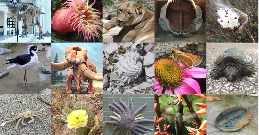 Δεν έχουμε ανακαλύψει ούτε τα μισά είδη ζώων