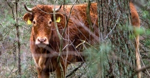 ΛΑΚΩΝΙΑ | Καταρροϊκός πυρετός - Ποια η επίδραση στον άνθρωπο