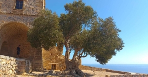 Μονεμβασία: Στη σκιά της υπεραιωνόβιας μνημειακής ελιάς
