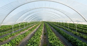 Π.Ε. Λακωνίας: Έγκριση τύπου για θερμοκήπια και θαλάμους καλλιέργειας θερμοκηπιακού τύπου και έκδοση βεβαίωσης λειτουργίας