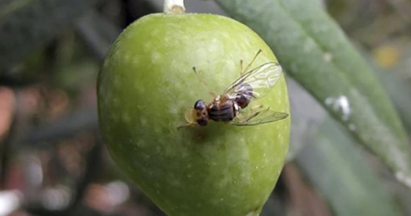 Επιστολή του Περιφερειάρχη Πελοποννήσου στον Γ. Τσακίρη