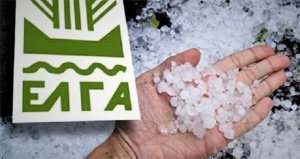 Υποβολή δηλώσεων ζημιάς ΕΛΓΑ από χαλάζι της 21-6-2025 στη Κοινότητα Χρυσάφων