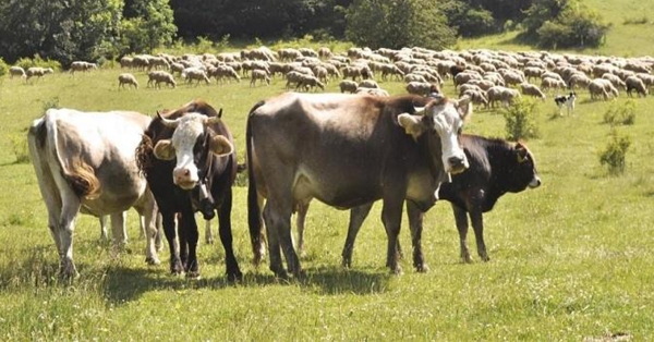 Ενημέρωση για κρούσμα καταρροϊκού πυρετού στη Λακωνία