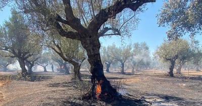 Υψηλός κίνδυνος πυρκαγιάς στους Δήμους Ελαφονήσου, Ευρώτα &amp; Μονεμβασίας