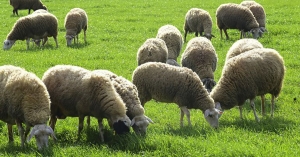 Ξεπέρασαν τις 400 χιλιάδες τα θανατωμένα ζώα από την ευλογιά των αιγοπροβάτων